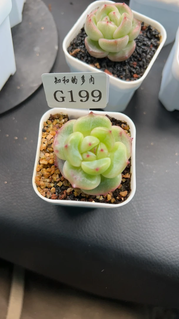 知和的多肉GG199专拍链接