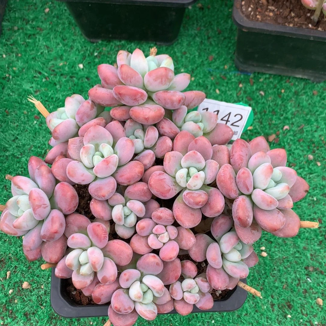 红洛神老桩无砍平头1142