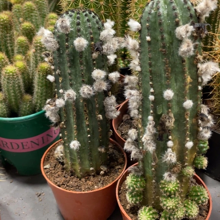 橙花大型金刚新品带花苞一杯