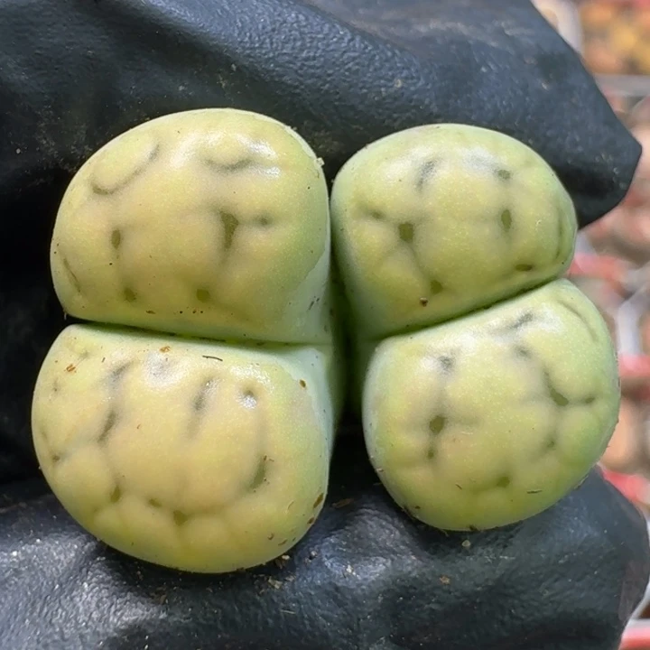 生石花11111211。  299