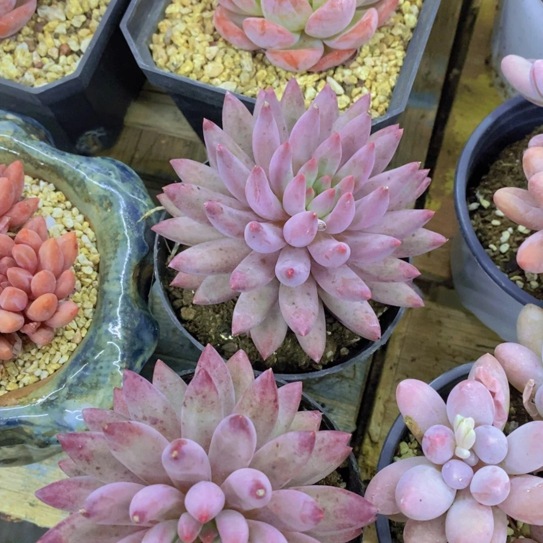 最后一场直播，来日方长，一单包邮