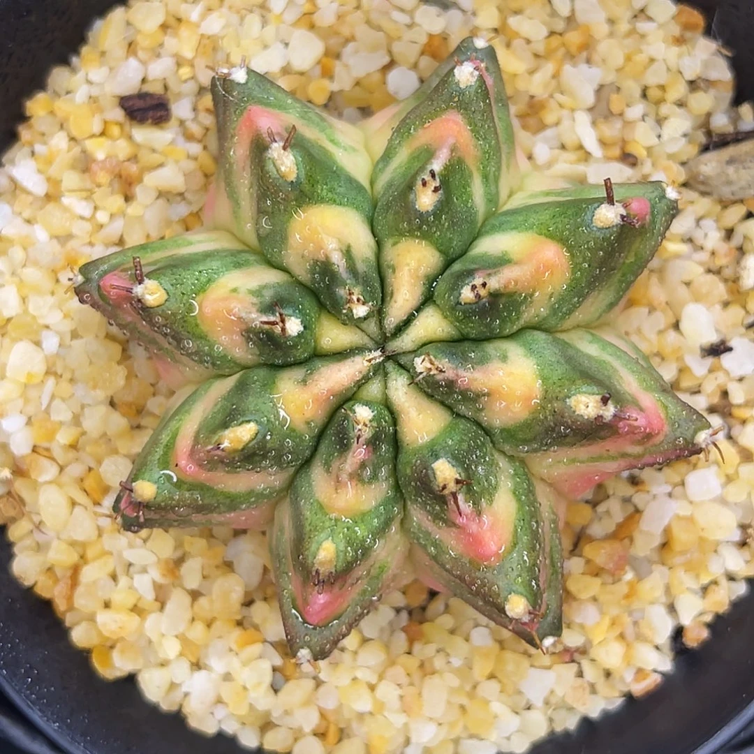 白月 一物一拍。
