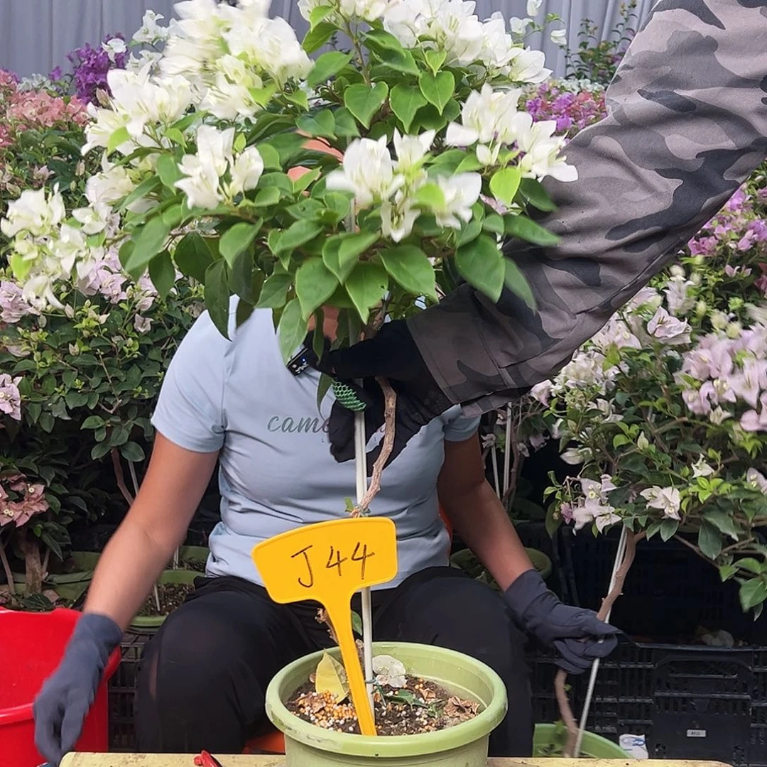 莹***店大部分花苞少量开放J44白狐狸