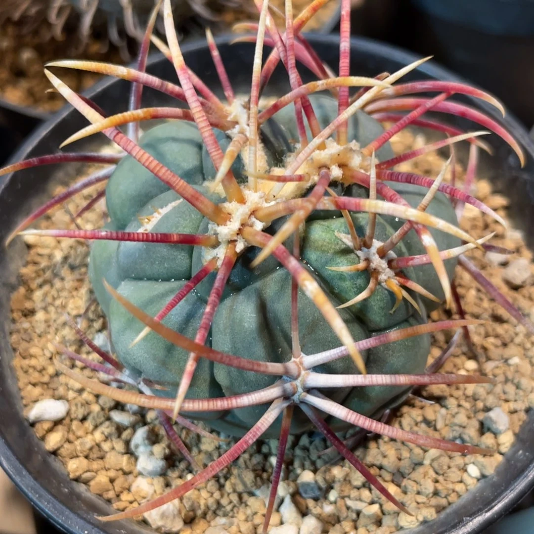 仙人球太刺绯冠龙