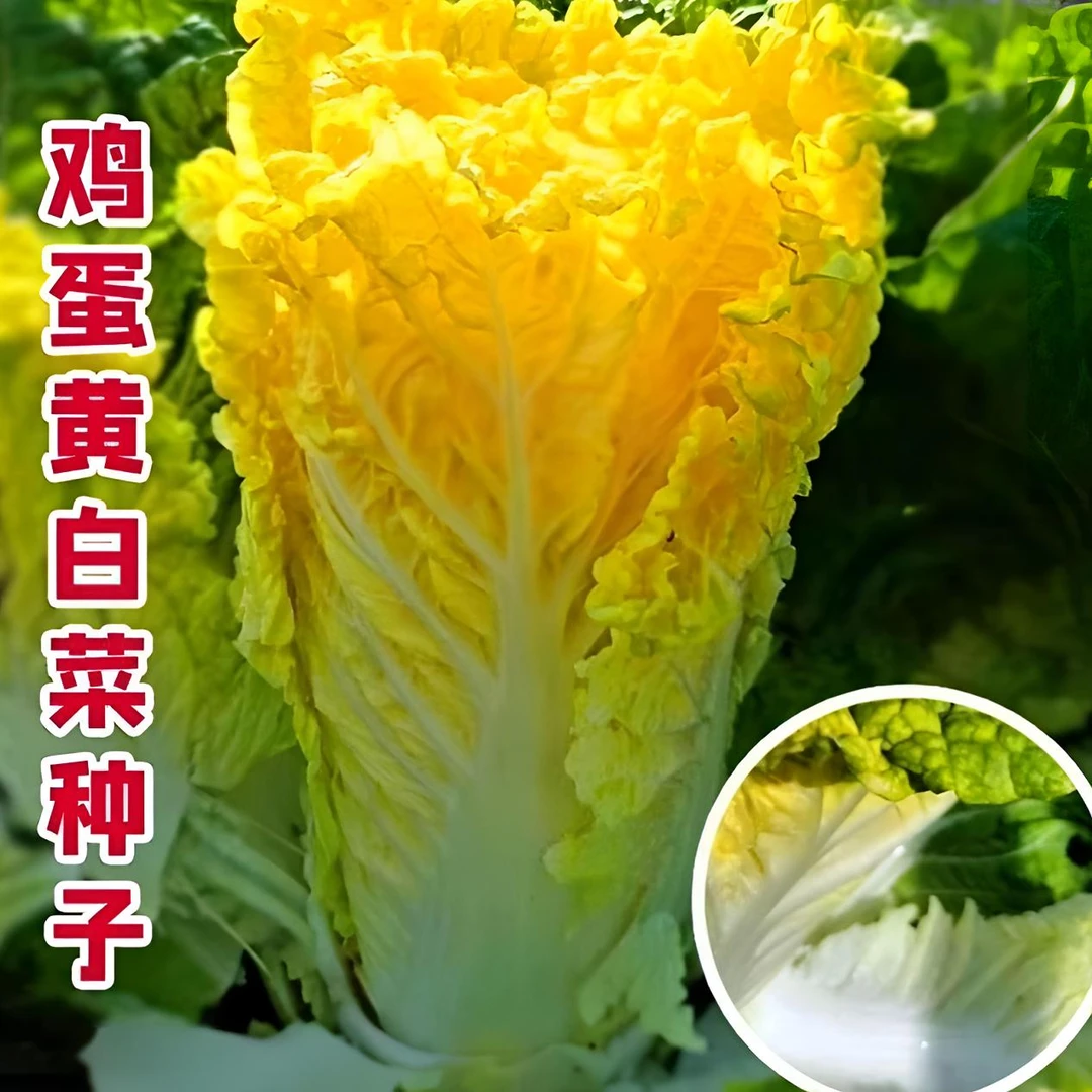 【鸡蛋黄白菜种子】黄心大白菜种子早熟高产家庭盆栽地栽
