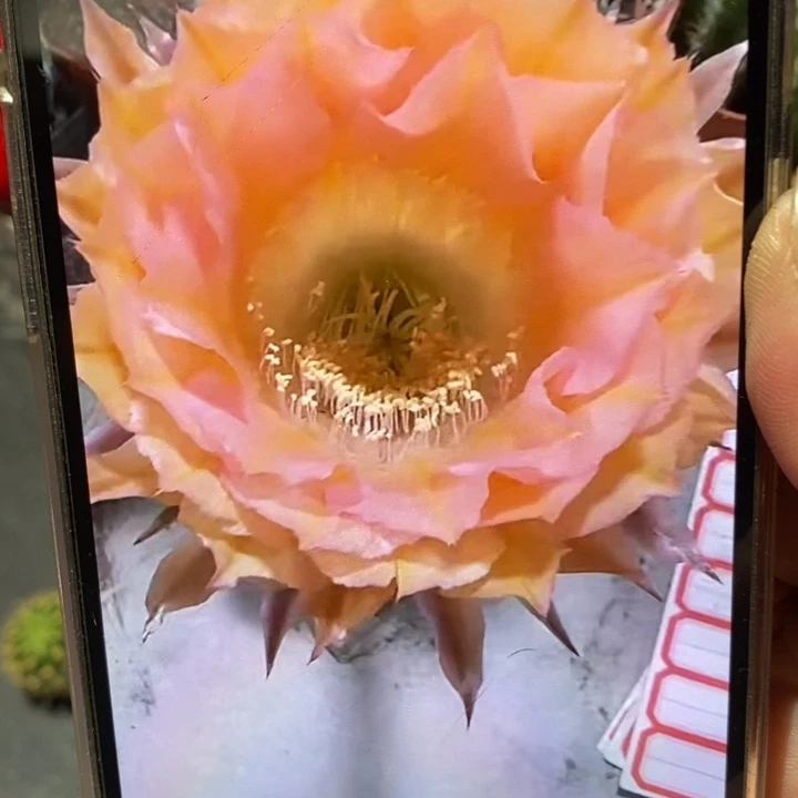 香香2526侧芽4公分左右