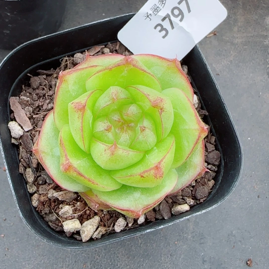 灵宝珍妮，3797多肉植物