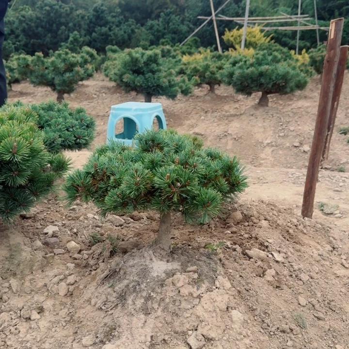 无花朵用****8f g j j