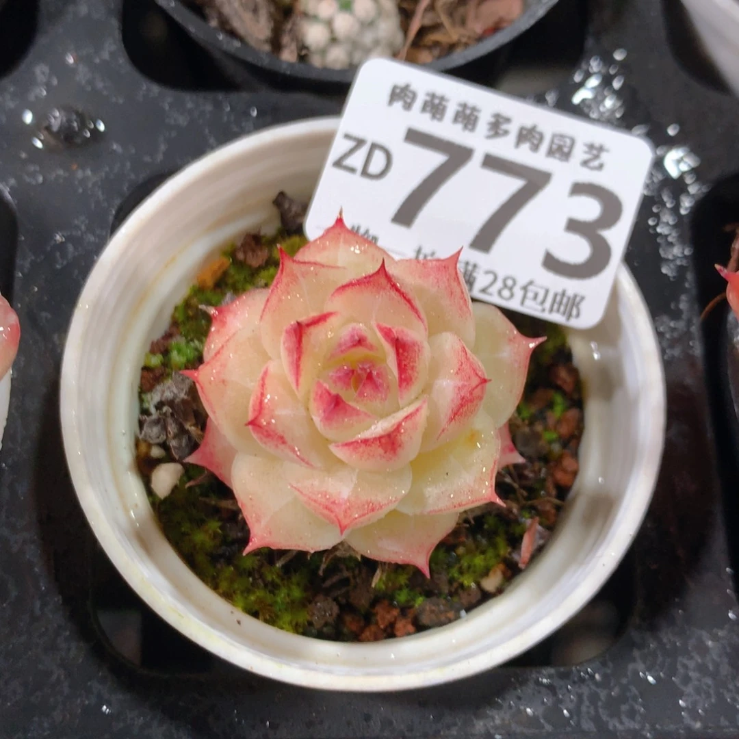 5CM拇指盆精控多肉ZD773