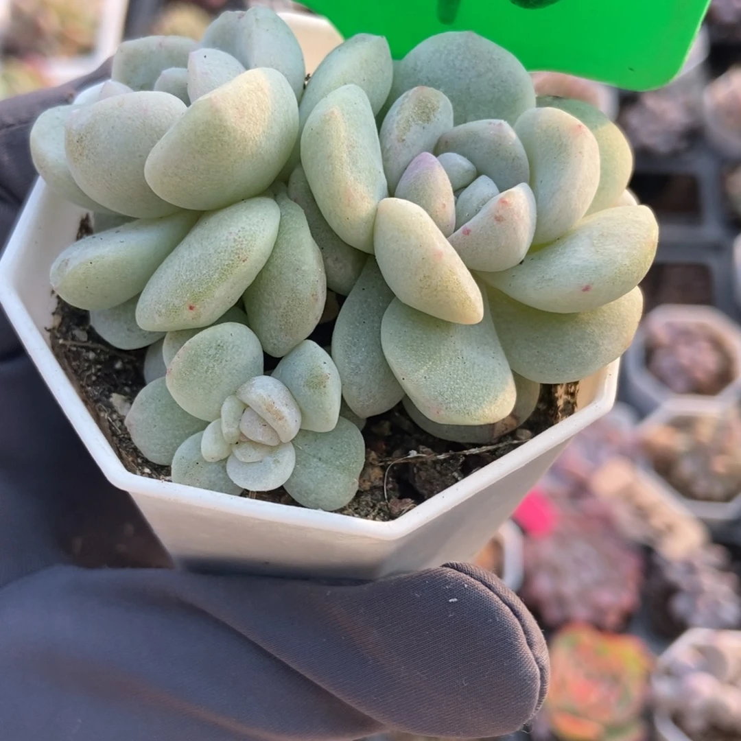 3010冰玉石化多肉植物