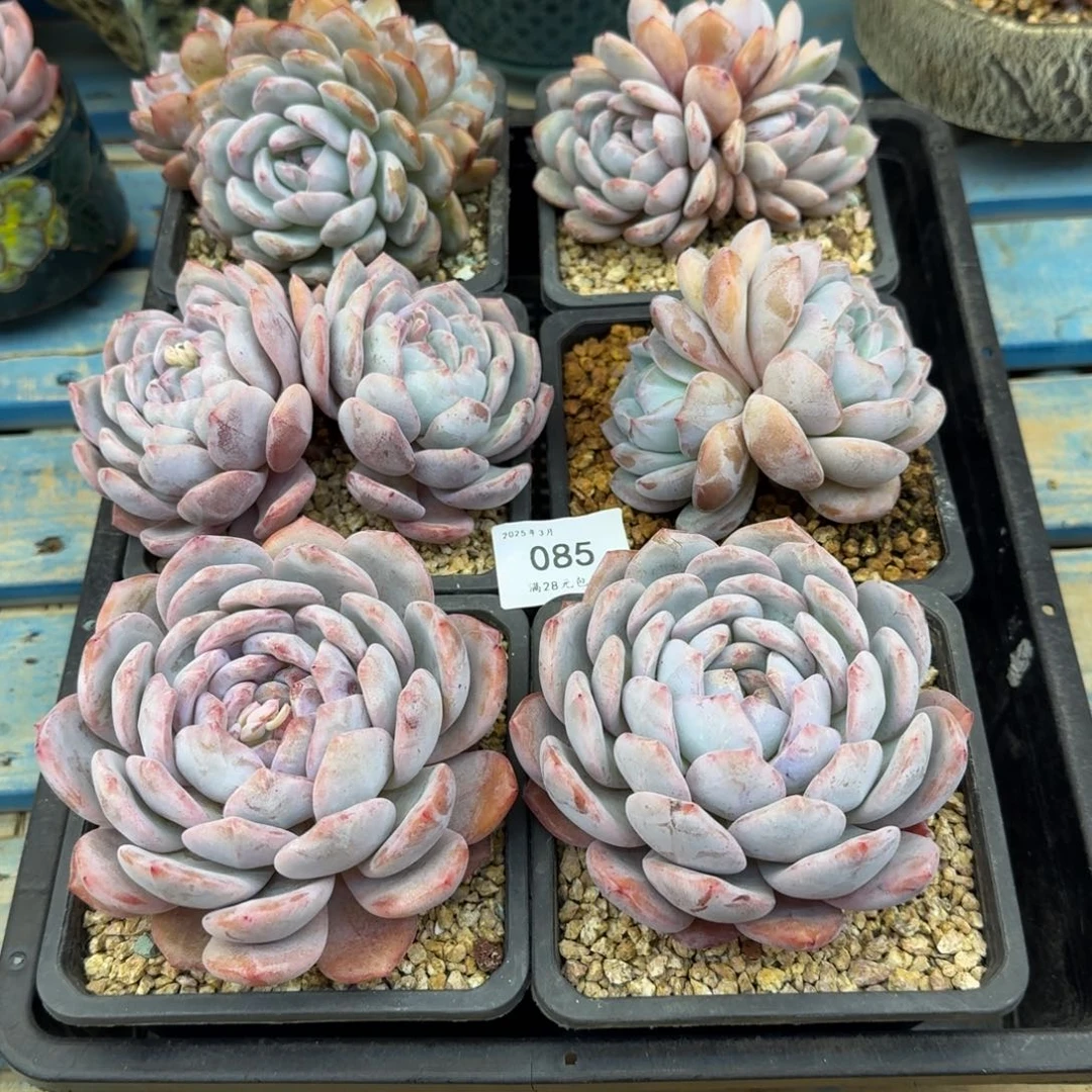 085星影6颗一组（11-13cm）