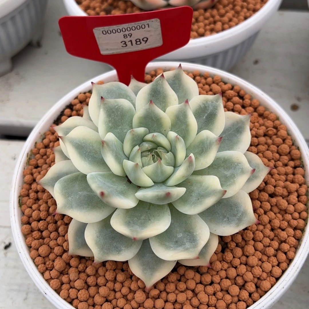 3189号白锦吉娃娃