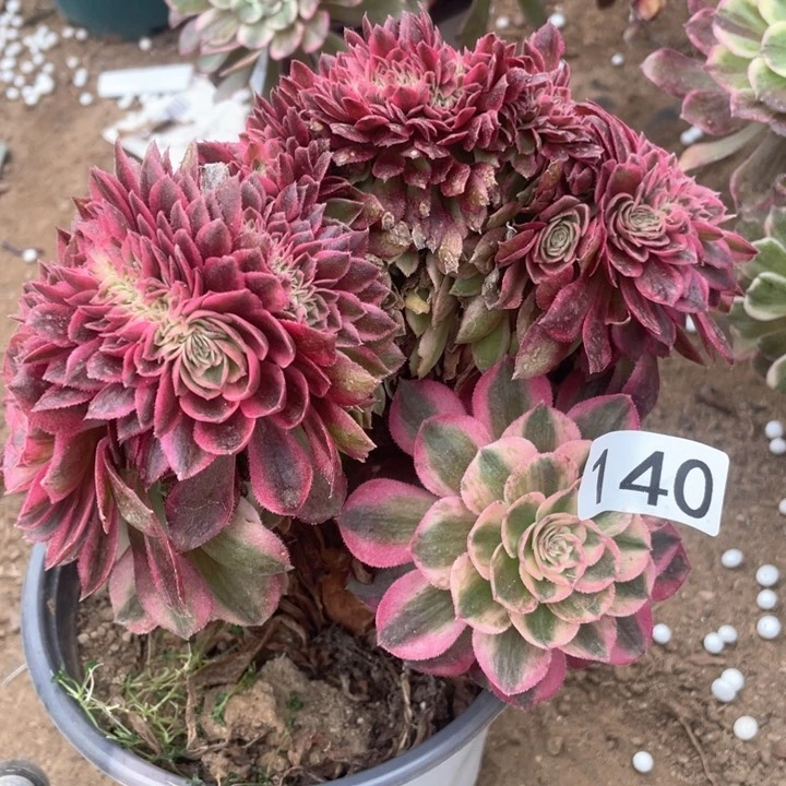 140多肉植物保护倾城缀