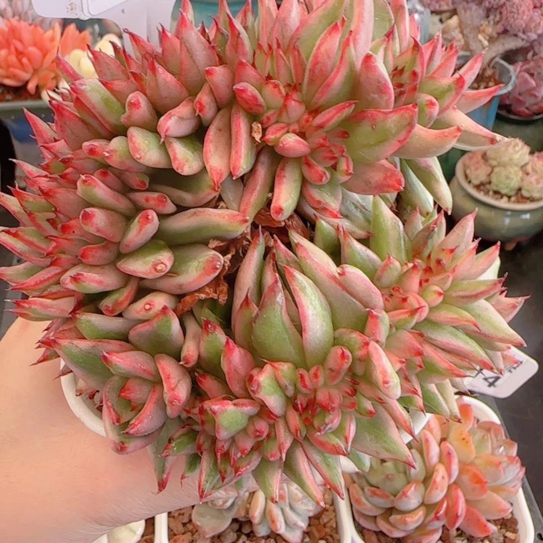 多肉植物3318…………….