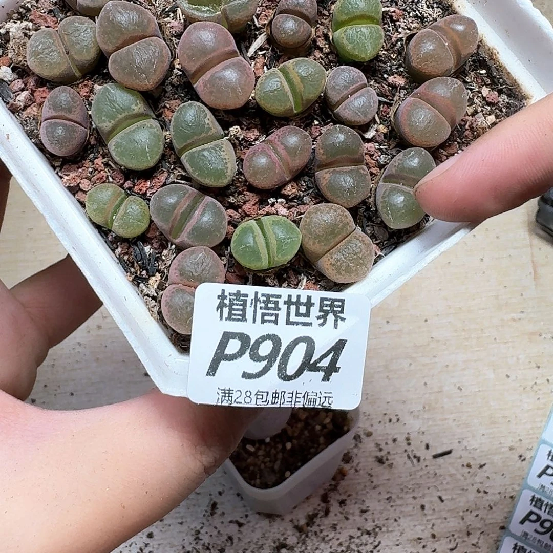 多肉植物的润泽的润泽的多