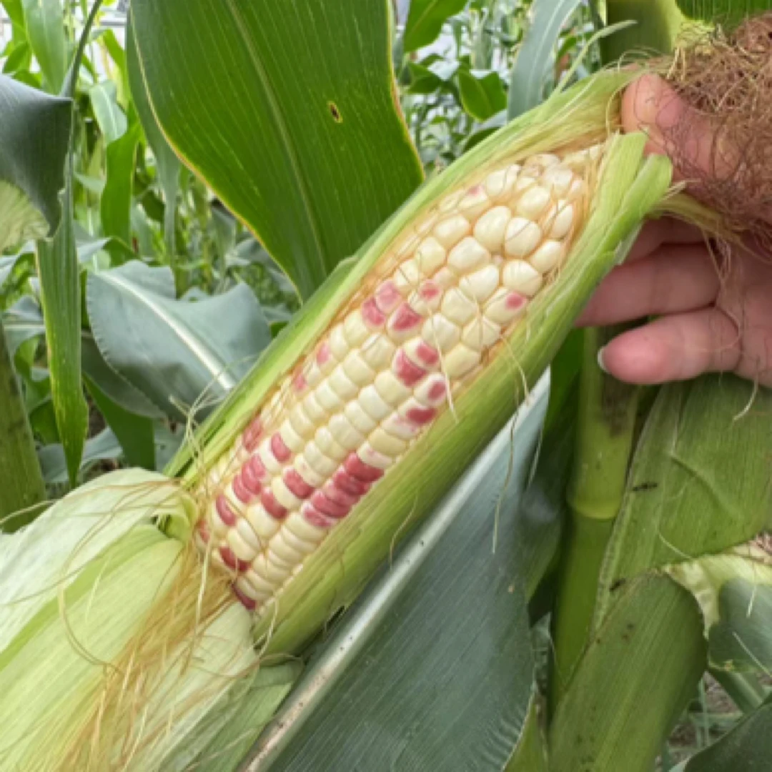 新鲜现摘花糯玉米带皮发货香甜软糯2.5kg