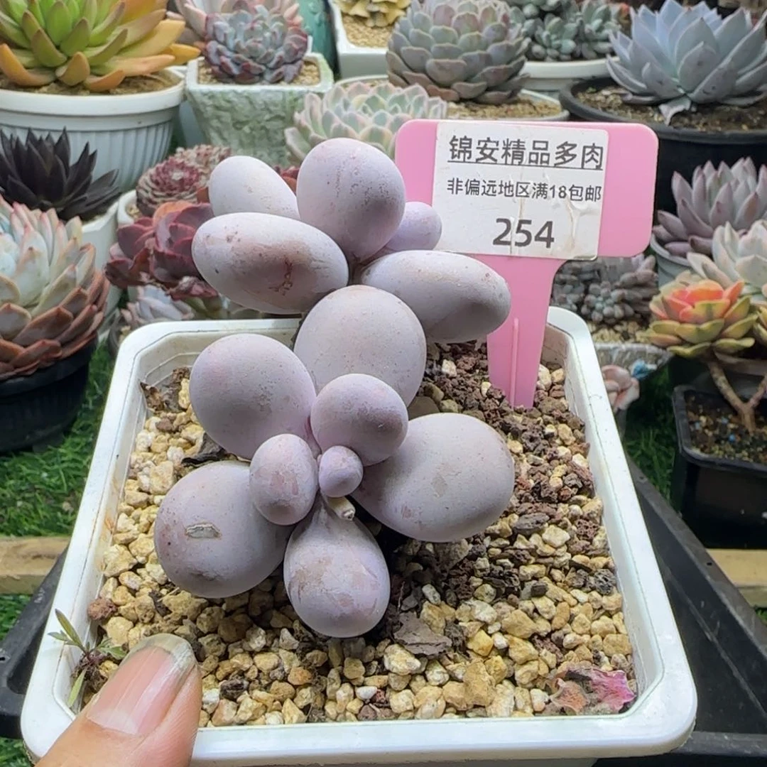 锦安精品多肉植物254