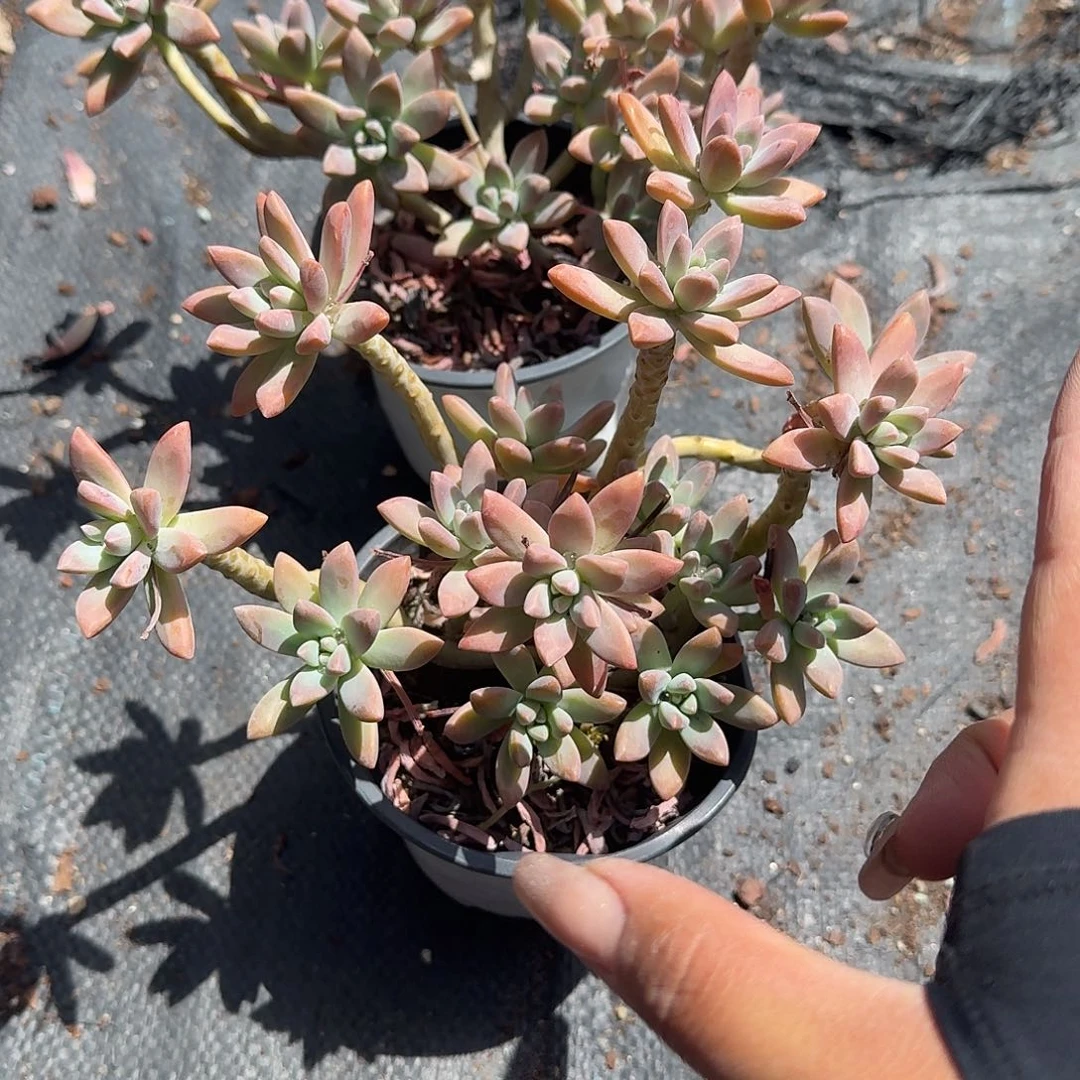 秋丽老桩多肉植物