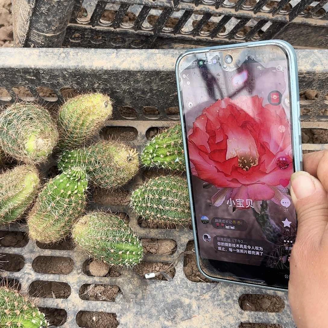 破烂求小宝贝无根侧牙