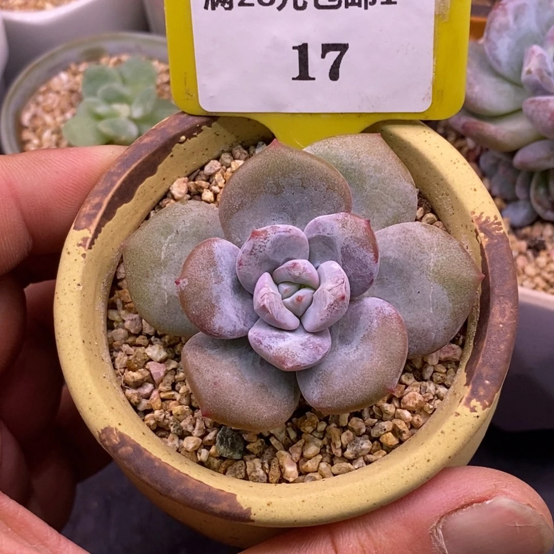 117圆叶奶茶，正版……