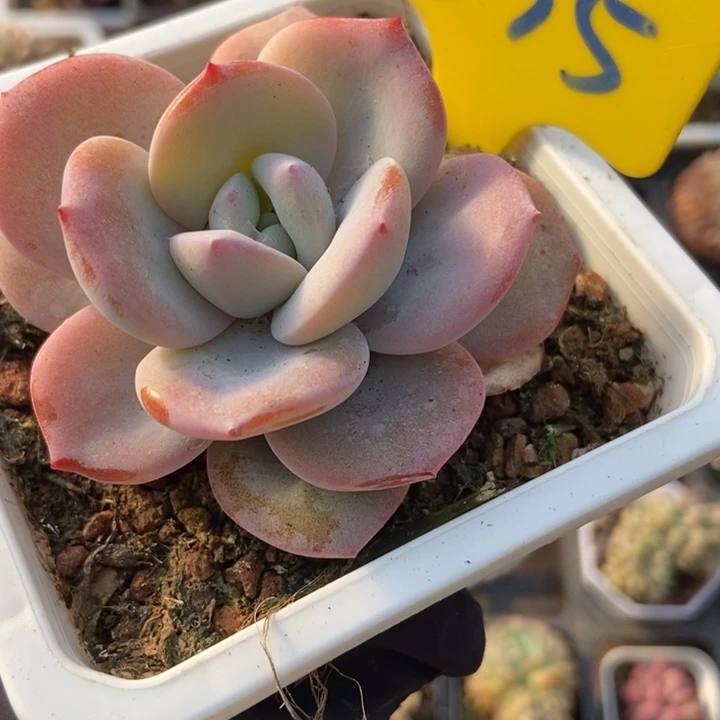 635奶茶多肉植物保护