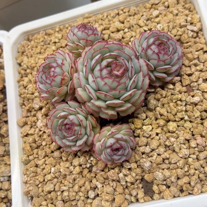 小红船 群生 夏鸣园艺