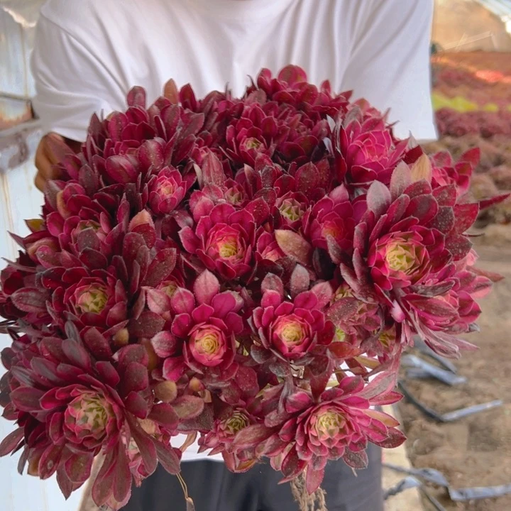 36.8红桐白一棵包邮