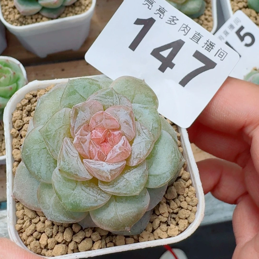 软糖优选            精美多肉植物