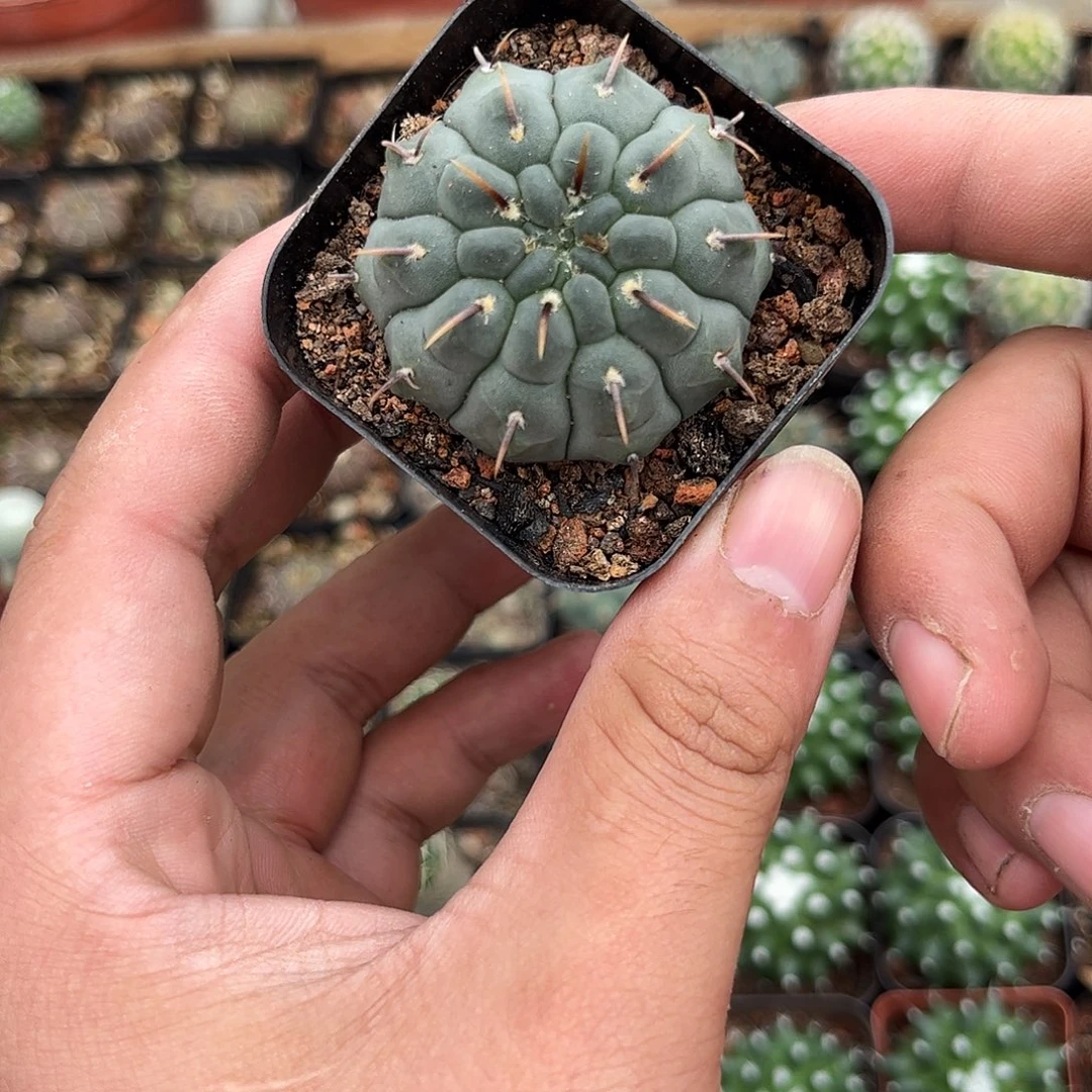 一本刺单头发货有根