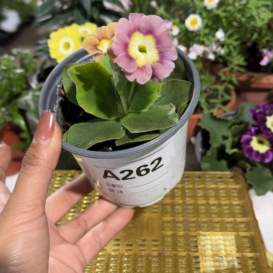 一物一拍耳叶报春A262