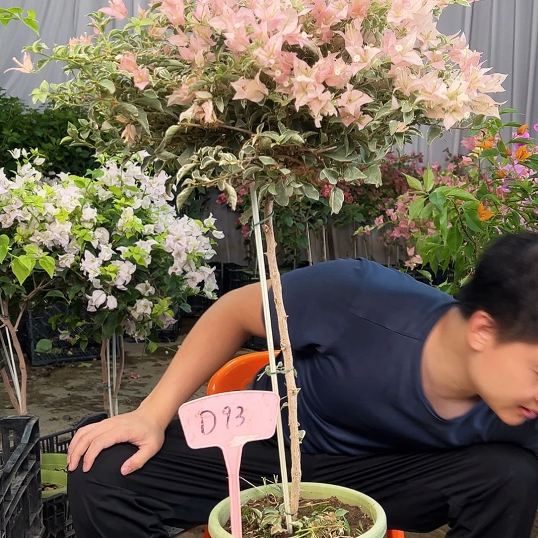 雾***蒙大部分花苞少量开放D93少女心