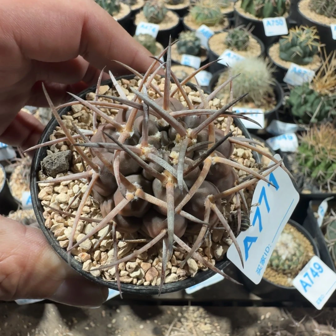 摩天龙 实生仙人球771