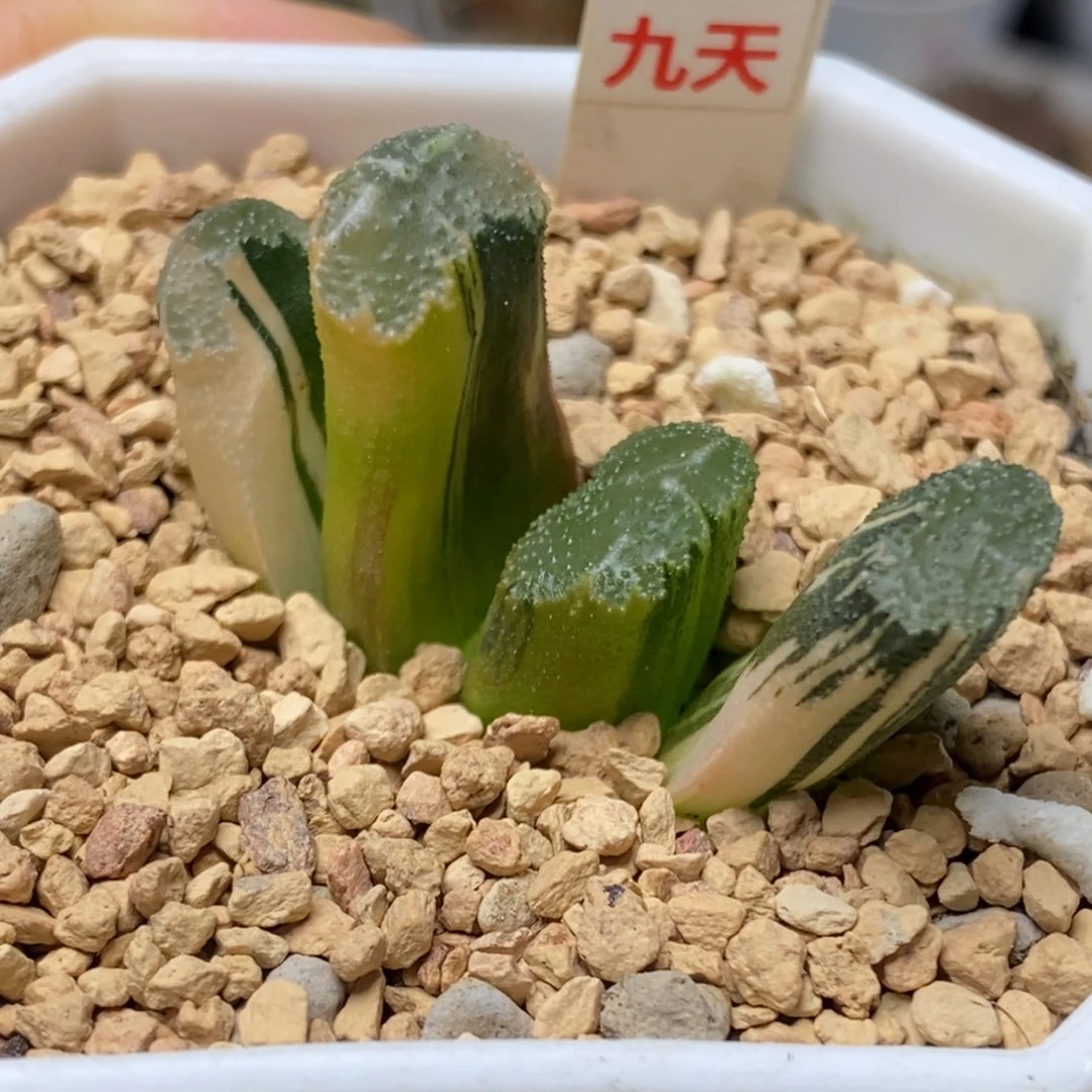 353号荒姬玉扇锦