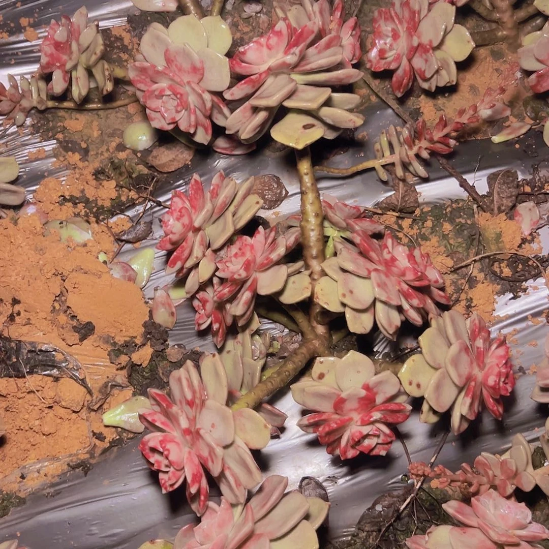 鹅肝紫乐一棵发货