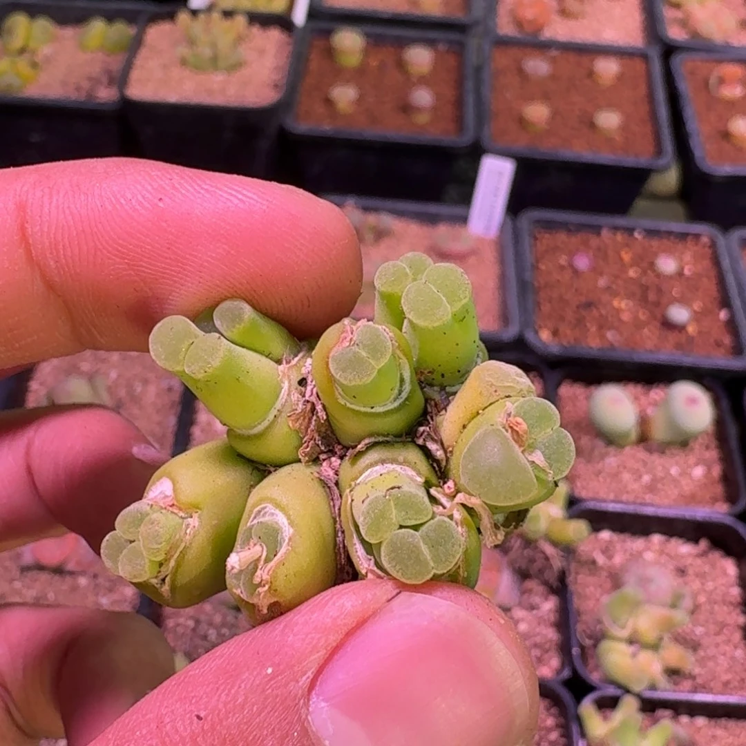 X****i云缦精品番杏14.42