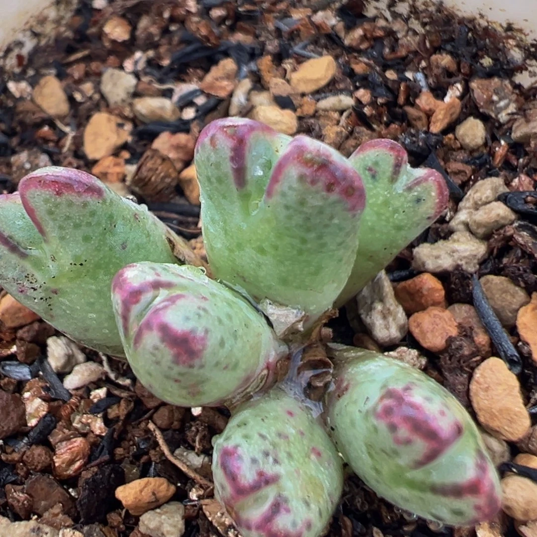 89多肉植物百科原始斑马