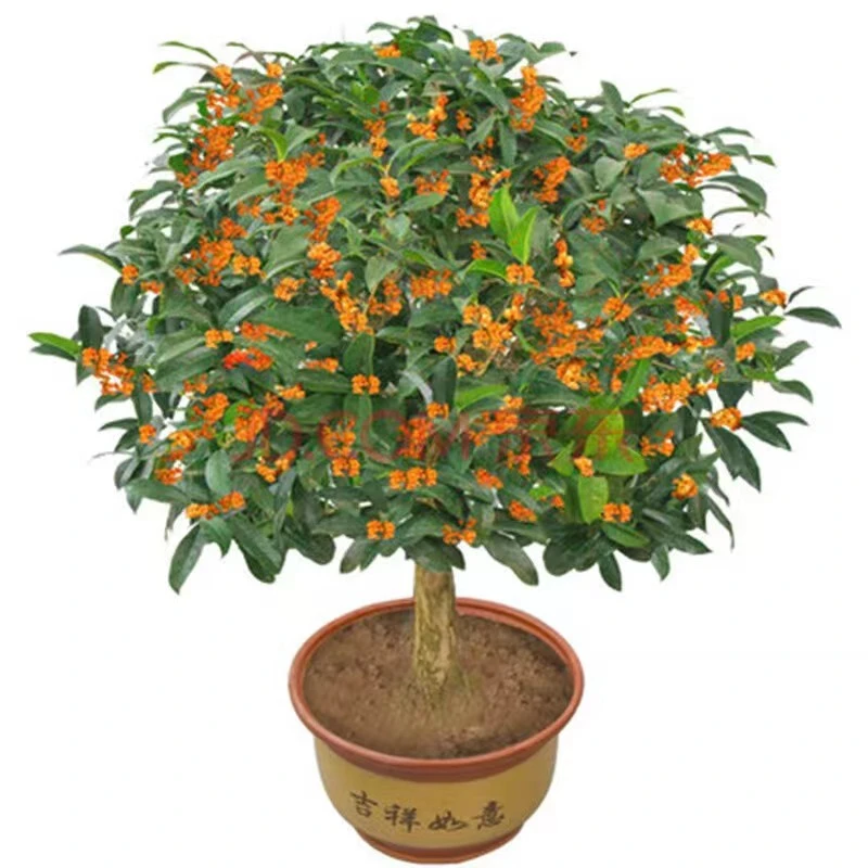 一物一拍8月桂室内桂花浓香型金桂丹桂北方庭院盆栽花卉、地栽