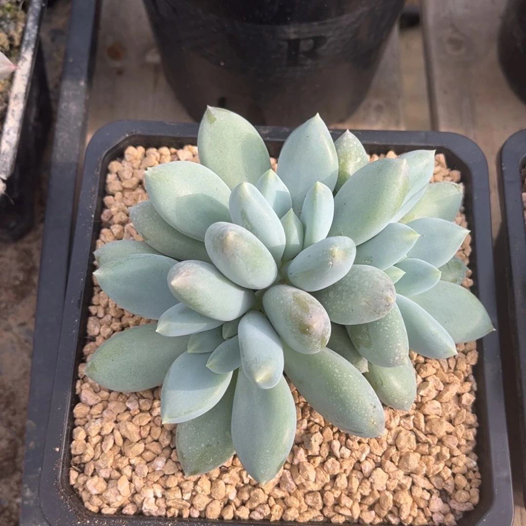 多肉植物哥特萝莉