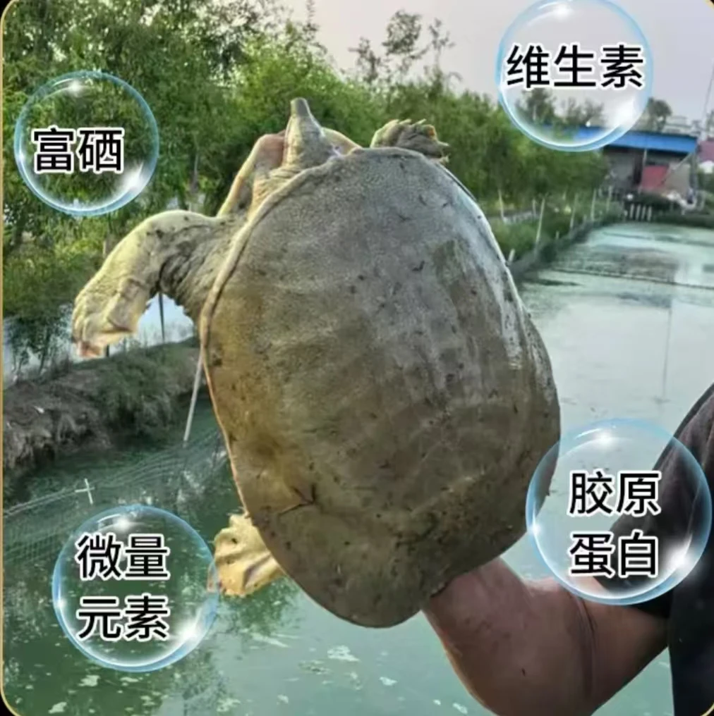 （一物一拍）生态外塘公团鱼水鱼王八鳖现抓现发包邮鲜活到家