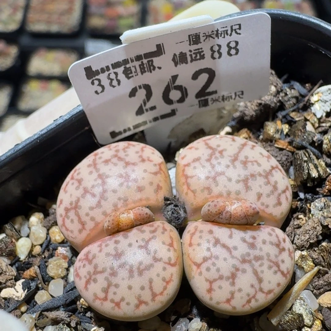 zzzz精品生石花262