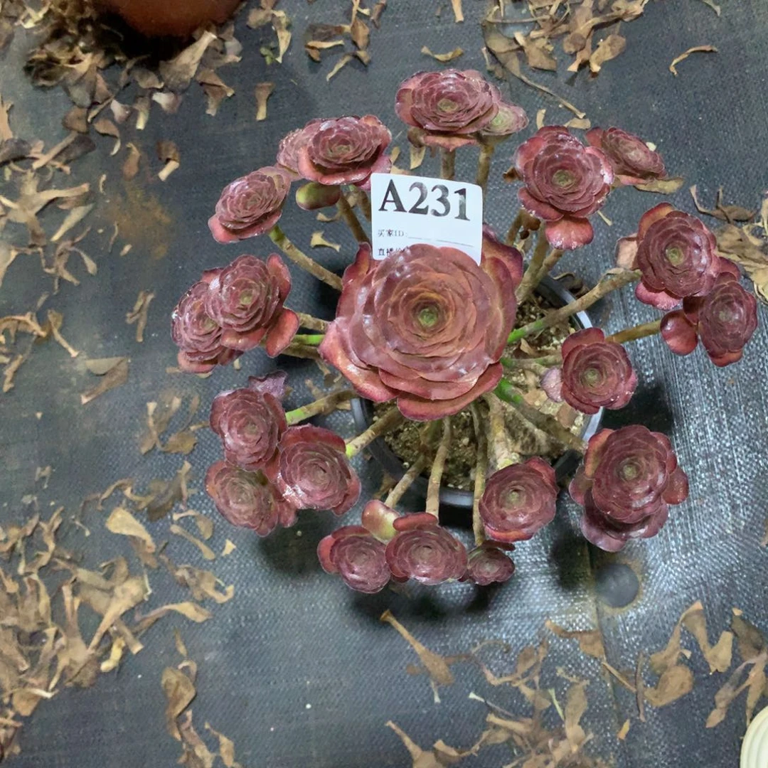 魅金玫瑰231法师多肉植物