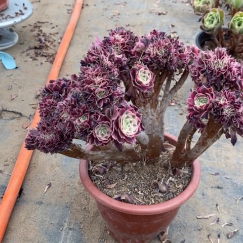 粉女巫缀多肉植物005