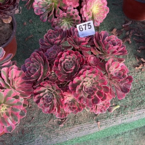 斌***675铜壶锦朵朵多肉