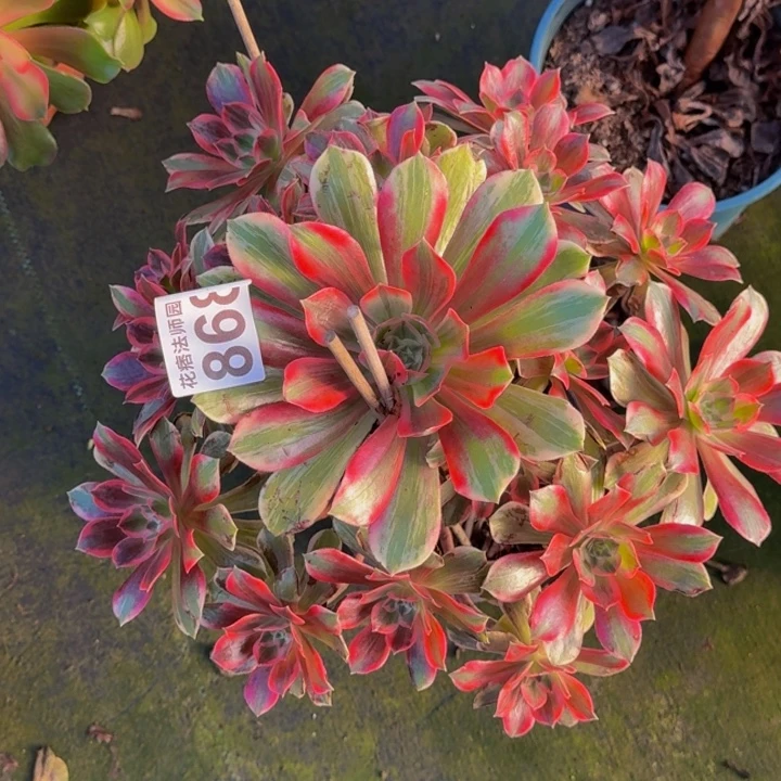 00000000000868浣纱