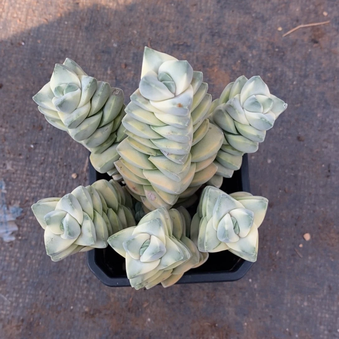 黑***。纪之川多肉植物