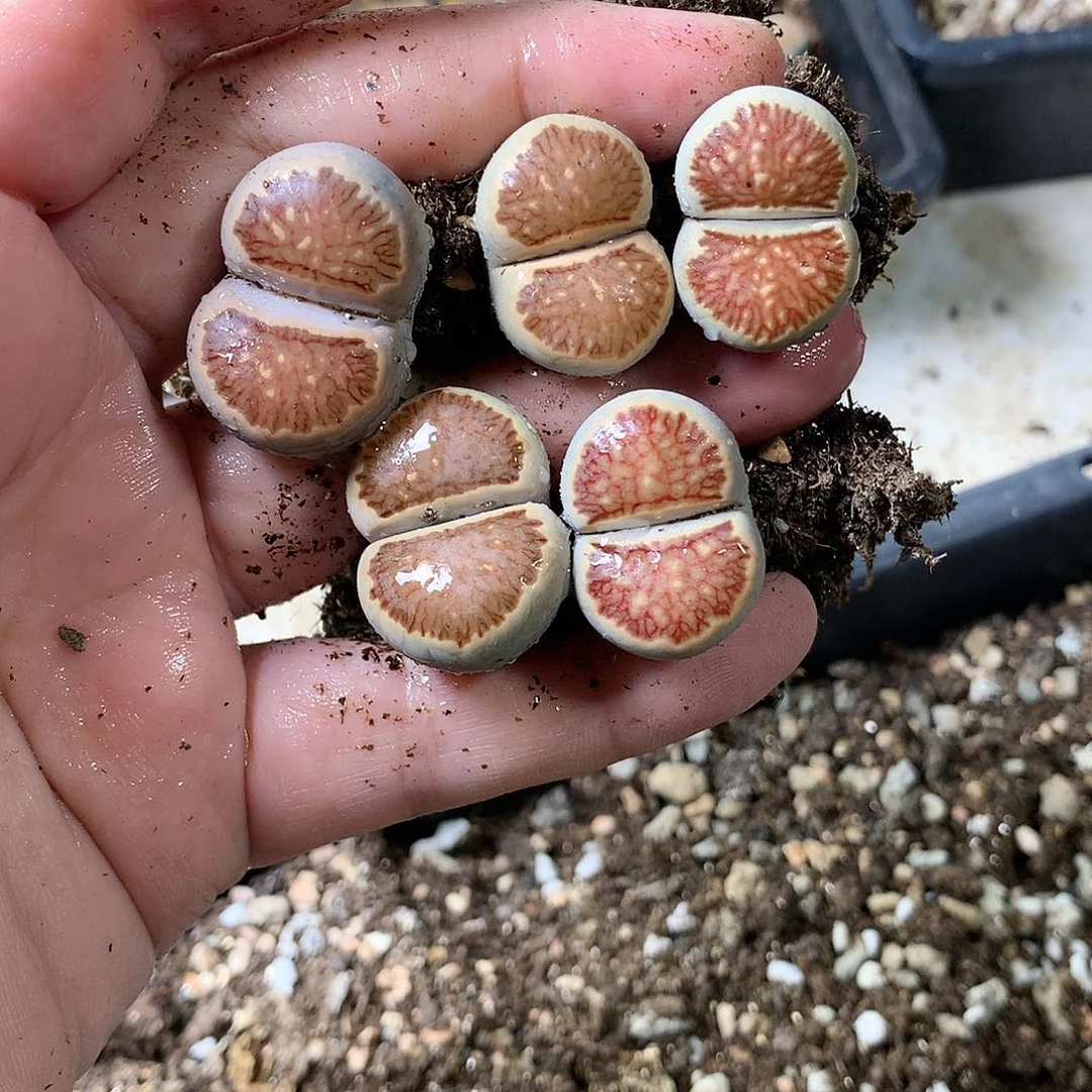 明****吗G314多肉植物保护研究所