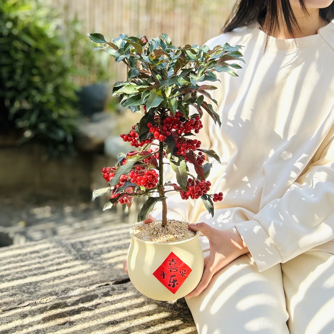 福袋富贵籽年宵花盆栽盆景室内客厅办公室桌面观果趣味花卉绿植