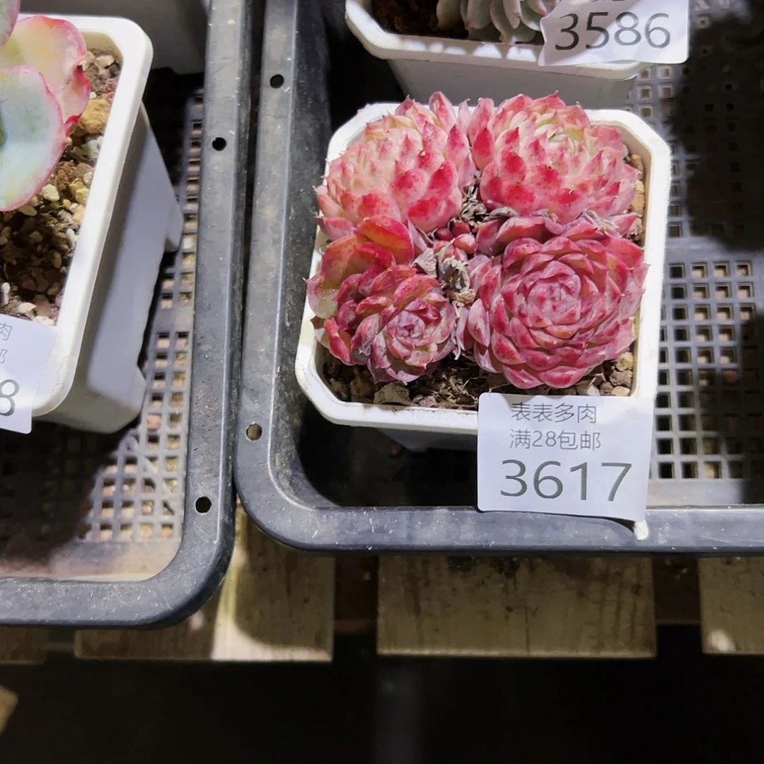 9号嫣**笑我们的确是一3617