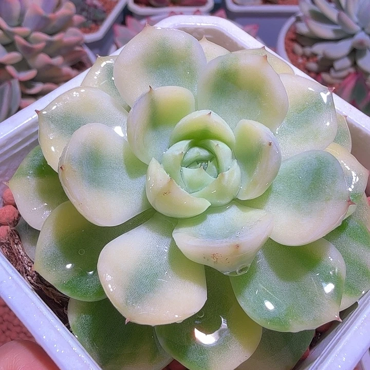 水晶玫瑰锦，腹轮锦