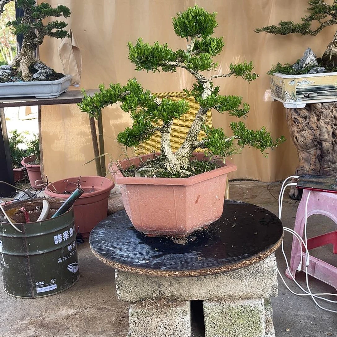 当前无花朵，栽培后可花朵